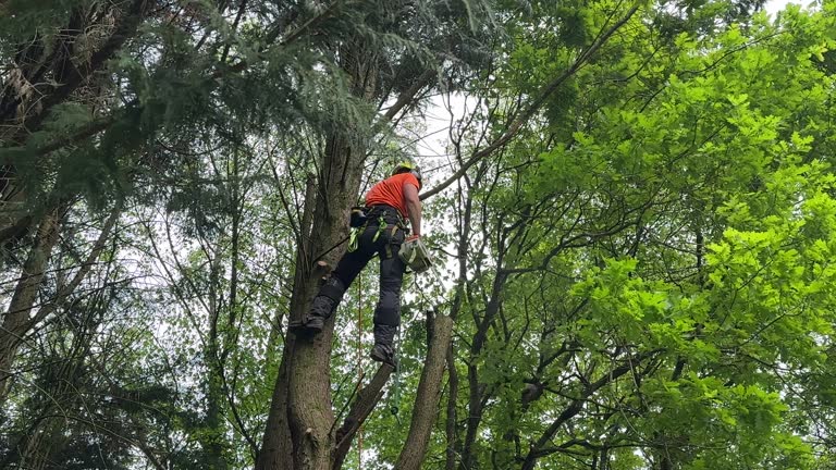 Why Choose Our Tree Removal Services in Bright, IN?