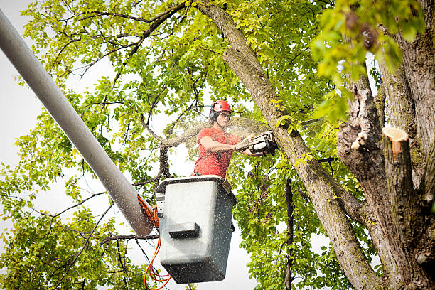 Trusted Bright, IN  Tree Services Experts